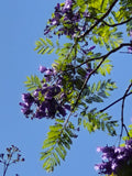 Jacaranda Seeds