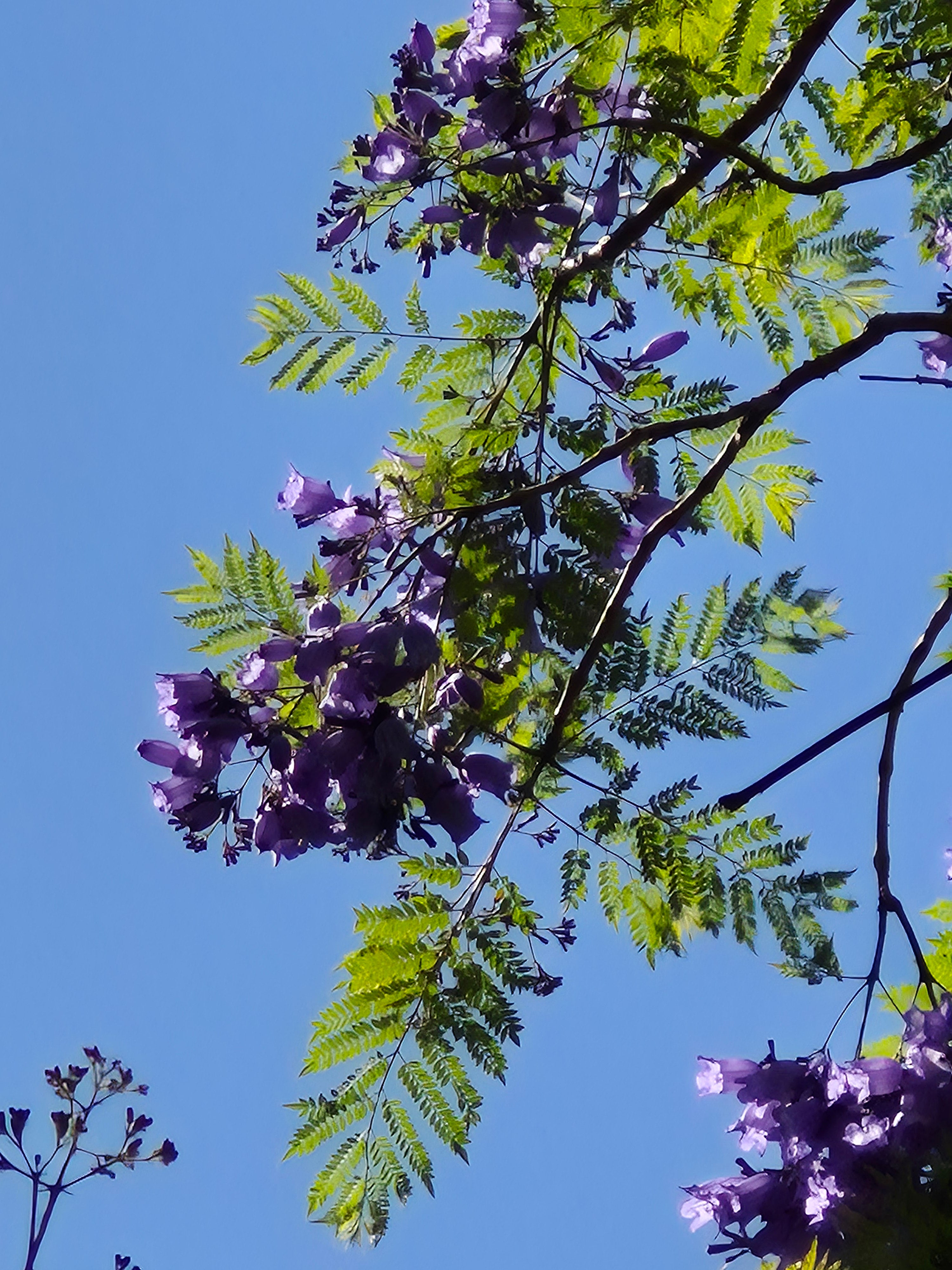 Semillas de Jacaranda