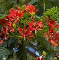 Royal Poinciana (Flamboyant Tree) Seeds