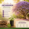 Semillas de Jacaranda