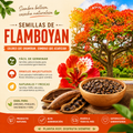 Semillas de Tabachin (acacia roja, fraboyan)