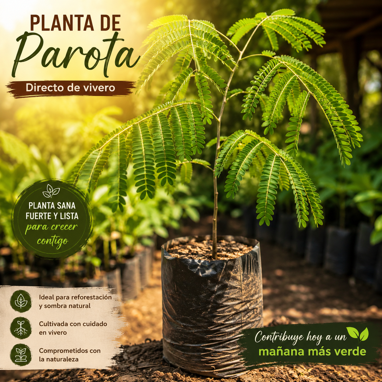 Semillas de Parota